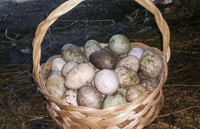 Farma Sotira - Foto 33