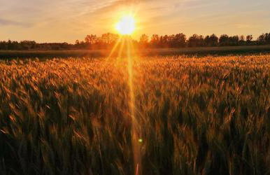 Królewska Sielanka - Foto 32