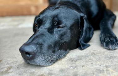 Lehm-Fachwerk-Denkmal - Foto 6