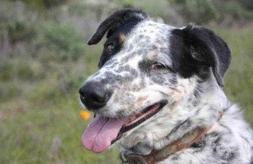 Pacific Coast Hwy Bunkhouse in San Luis Obispo - Foto 16