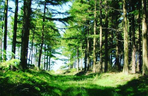 Middlehead Cottages - Foto 29