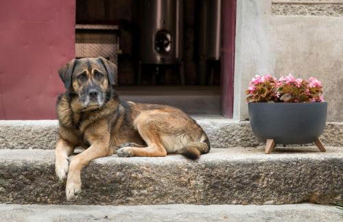 Quinta Barqueiros D'Ouro - Casa da Música - Photo 38
