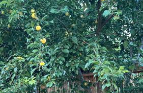 Haus Marta - Photo 51