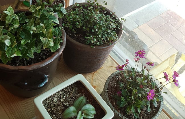 Tongyeong Iris Pension - Foto 51