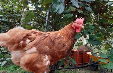 Agriturismo Fior Di Campo - Foto 17