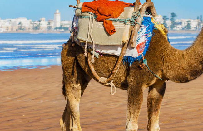 Quad Tour + Camel Ride - Foto 1