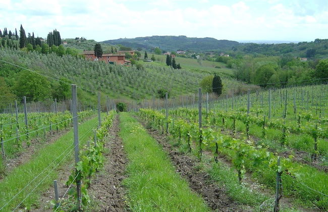 Fattoria di Fubbiano - Photo 12