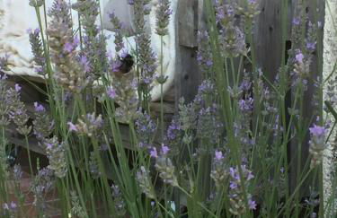 Casale degli ulivi - Foto 34