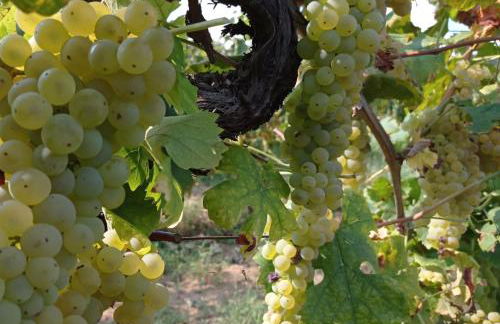 Agriturismo Tenuta La Fratta - Foto 30