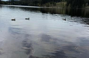 BergOase-Apart am Feldberg - Foto 47