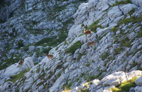 Apartments Barić Kučište - Foto 49