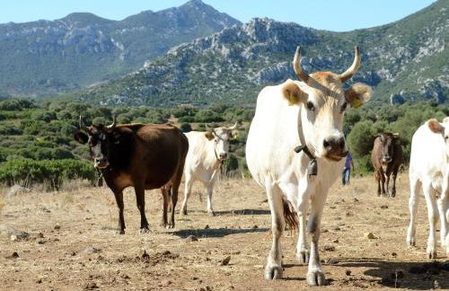 Country House S'Ozzastru - Foto 98