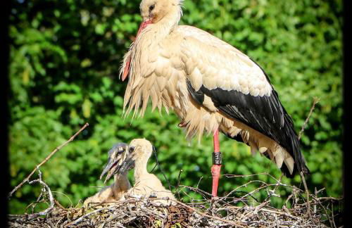 Gite Edelweiss à Eguisheim - Foto 59