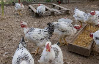 Agriturismo La Collina - Foto 23