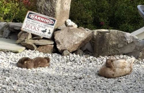 Cosy Cornish Cabin - Foto 14