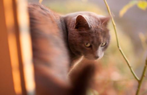 domaine des tilleuls d'or - Foto 44