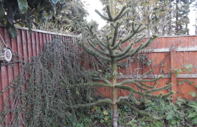 Cherry Palace 3 BD Parking Spaces groups - Foto 48