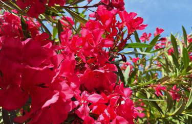 La P'tite Cigale - Foto 25