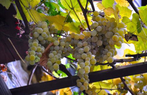 Agriturismo Barcola - Foto 10