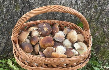 Dom Pod Dębem Agroturystyka - Foto 74