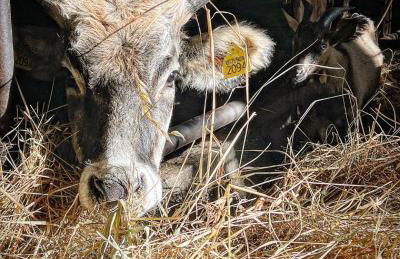 La Noce di Creta - Foto 16