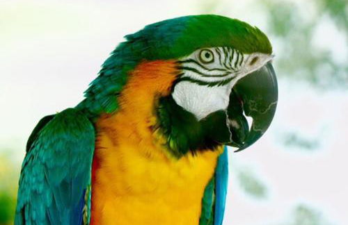 Ciuci's Manor - Foto 25