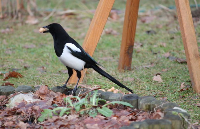 Haus Waldidyll am See 1 - Foto 21