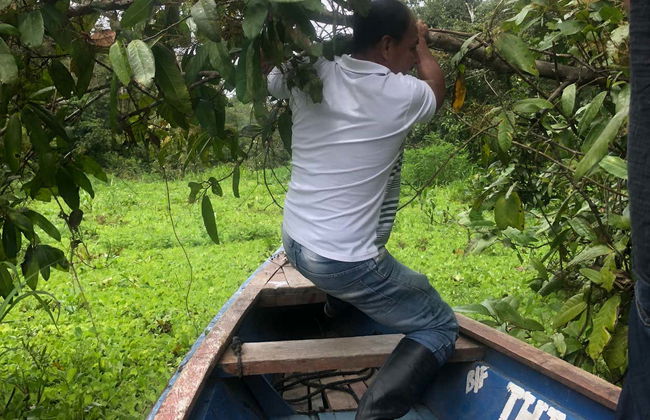 Trilha pela floresta amazônica - Foto 7