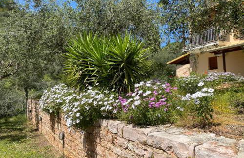 Oliveto e mare - Foto 41