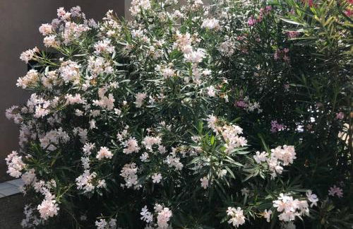 Appartamento IL CANNETO - Foto 8