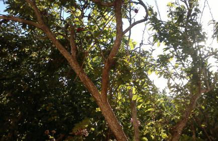 Casa Fátima Valle Gran Rey - Foto 16