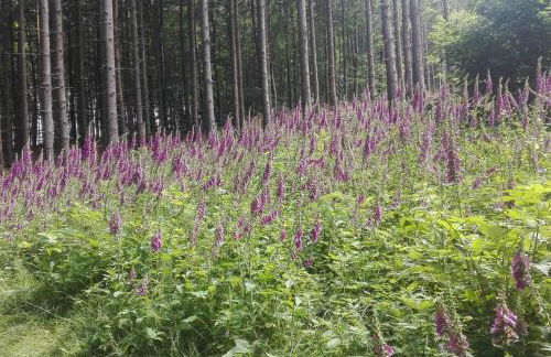 1-Zimmer-Studio am Waldrand - Photo 19