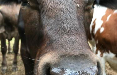 Wyzenborne - Foto 46