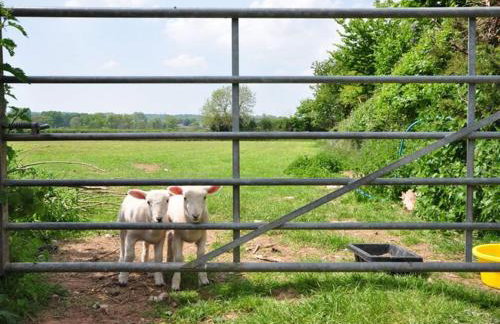 2 Bed in Ottery St Mary oc-lambs - Foto 16