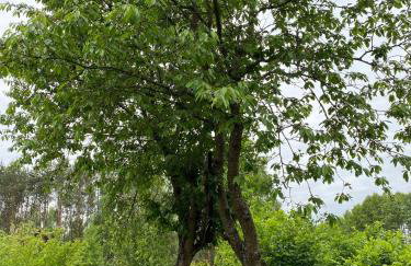 Biały Domek nad Wkrą - Foto 32