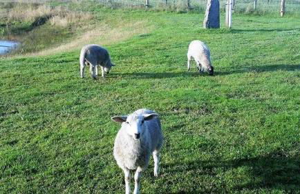 Ferienwohnung Diek - Foto 12