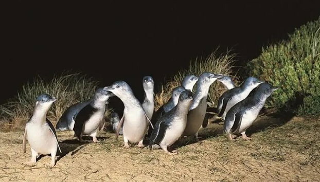 Discover Phillip Island - Full-Day Tour - Photo 2