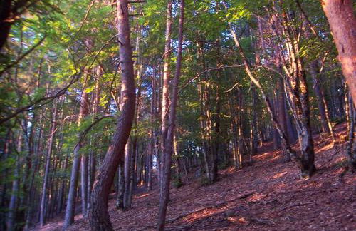 La Era de la Tía Donata - Foto 16