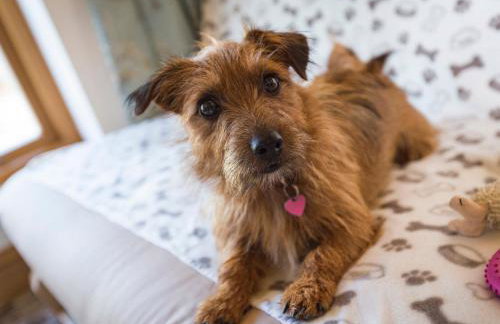 Butterwell Barn - Foto 35