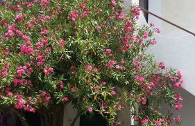 Casa degli Oleandri - Foto 20