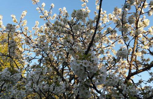 Gemütliche, helle Wohnung im Luftkurort Dansenberg - Photo 9