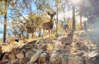 Dancing Pines Cabin - Photo 17