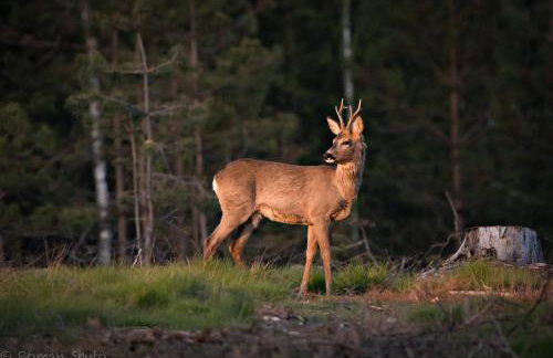 Kaszubska Odskocznia Ostoja Bukowo - Foto 48