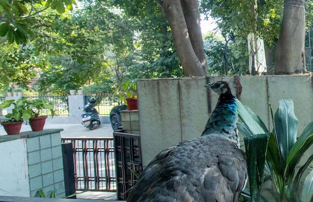 Opulent Antique 3br Villa in Gurugram - Foto 30