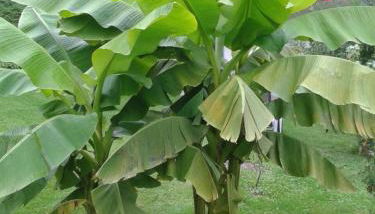 Ferienwohnung Wiesengrund - Photo 2, Garden