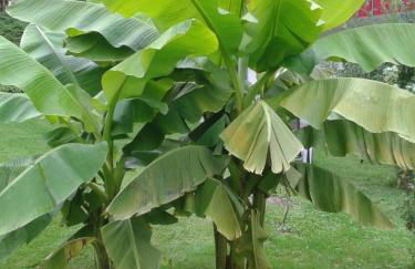 Ferienwohnung Wiesengrund - Foto 2