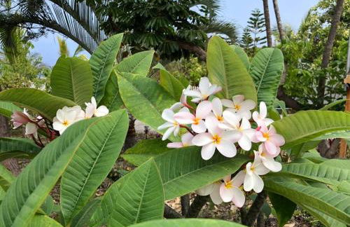 The Pineapple Express Hot Tub Volcano 65 Mi Away - Foto 27