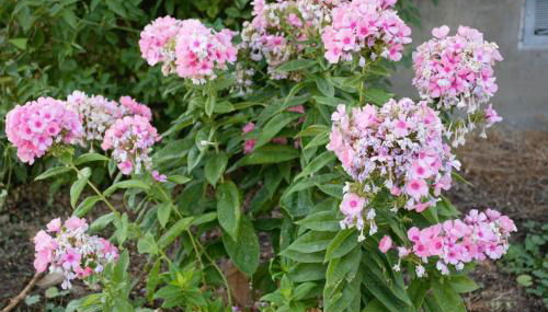 8635 Ustick Road Apartment - Foto 3