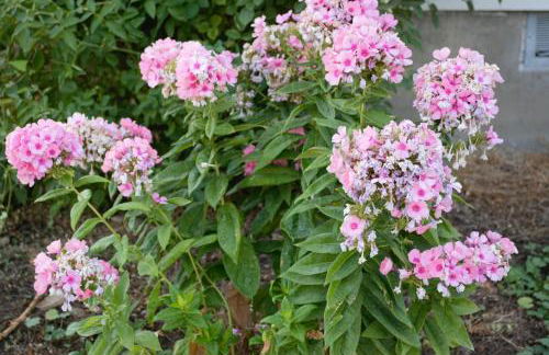 8635 Ustick Road Apartment - Foto 3