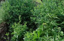 Ruralna kuća za odmor Pozojova hiža - Rural Holiday House - Foto 44